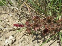 Acalypha radians