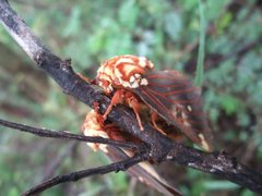Citheronia beledonon
