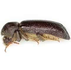 Amphicerus cornutus