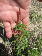 Acalypha radians