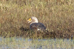 Tachyeres patachonicus