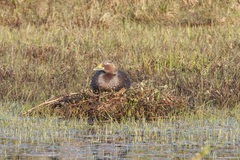 Tachyeres patachonicus