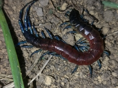 Rhysida brasiliensis