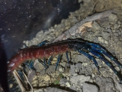 Rhysida brasiliensis