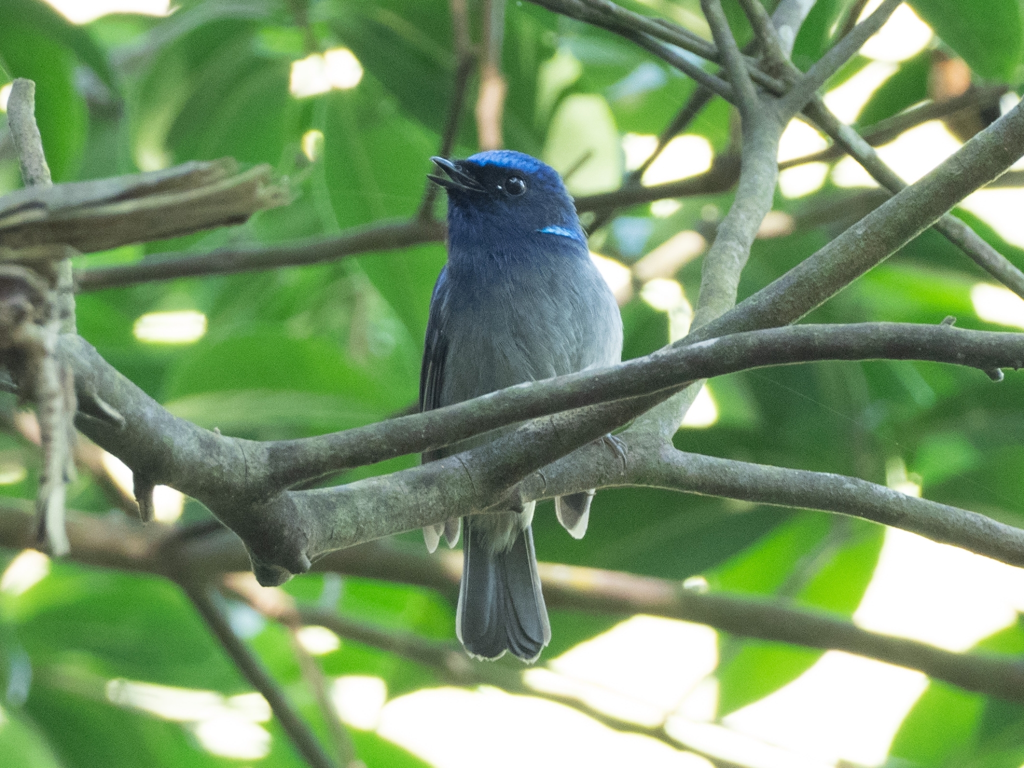 Small Niltava (Niltava macgrigoriae)