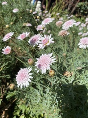 Argyranthemum