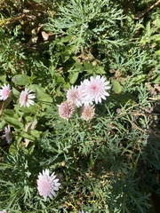 Argyranthemum