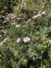 Argyranthemum