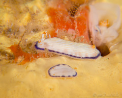 Hypselodoris peasei