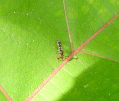 Megalabops quadriguttata