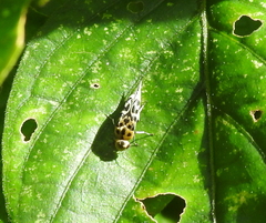 Glipa malaccana