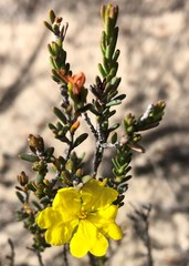 Hibbertia devitata