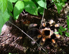 Brachypelma hamorii