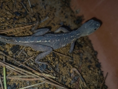 Enyalius capetinga