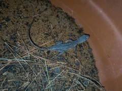 Enyalius capetinga