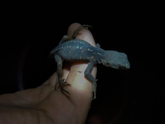 Enyalius capetinga