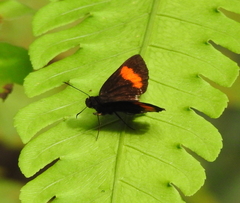 Koruthaialos rubecula