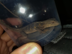 Enyalius capetinga