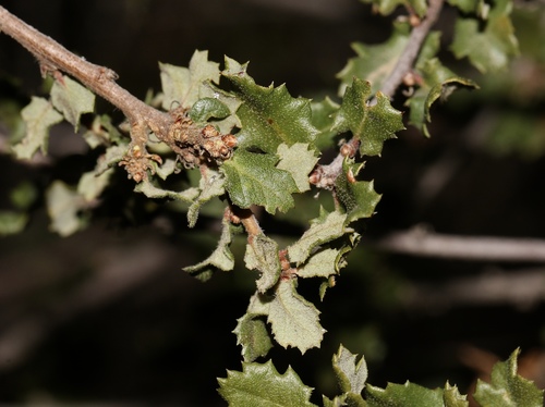 Nuttall's scrub oak