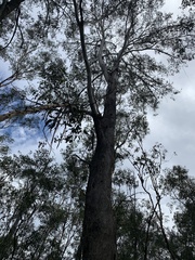 Eucalyptus moluccana