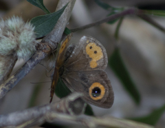 Ypthima aphnius