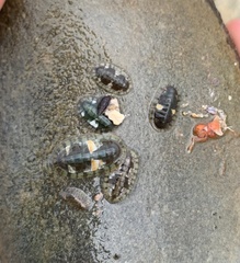 Chitonoidea
