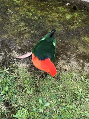 Alisterus scapularis scapularis