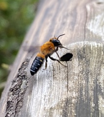 Megachile umbripennis