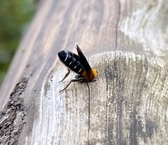 Megachile umbripennis