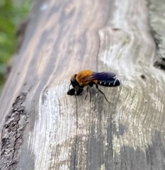 Megachile umbripennis