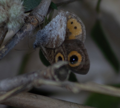 Ypthima aphnius