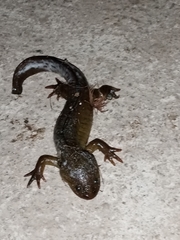Ambystoma granulosum