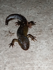 Ambystoma granulosum
