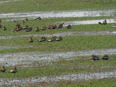 Dendrocygna autumnalis