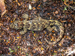 Mokopirirakau southern forest