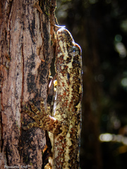 Mokopirirakau southern forest