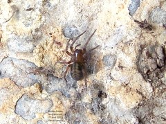 Callobius bennetti