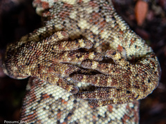 Mokopirirakau southern forest