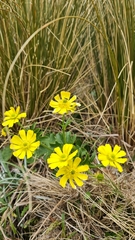 Ranunculus nivicola