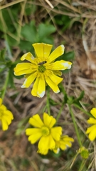 Ranunculus nivicola