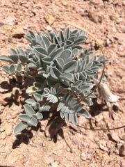 Astragalus coccineus