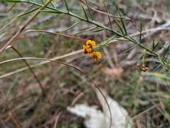 Daviesia umbellulata