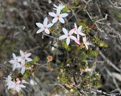 Calytrix alpestris