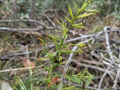 Daviesia umbellulata