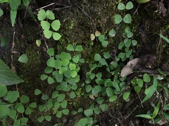Adiantum erylliae