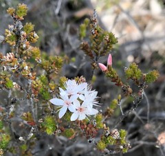 Calytrix alpestris