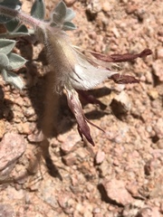 Astragalus coccineus