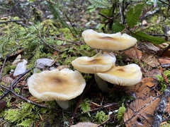 Tricholoma arvernense