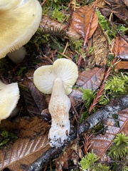 Tricholoma arvernense