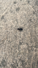 Thynnoidea